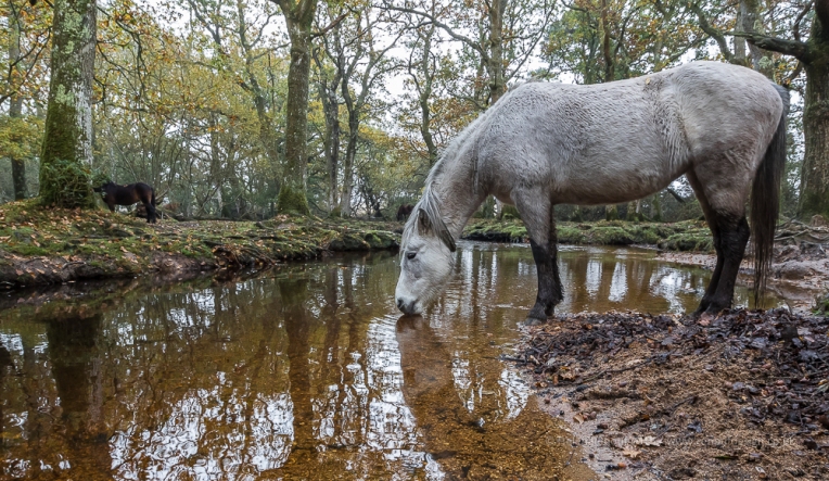 Forest Pony - ISO640, F13, 1/30sec